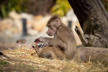 An adolescent Hamadryas Baboon relaxing in the sunshine