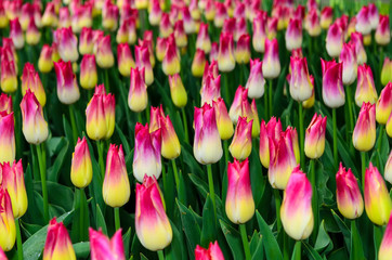 Obraz premium Fields of tulips of various shapes, colors and shades. Netherlands