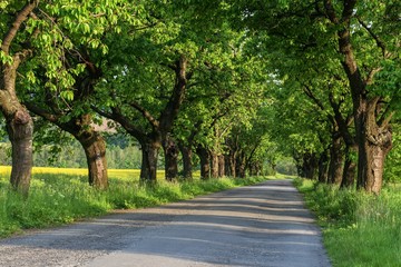 Alley of cherry trees near the road in the morning. 