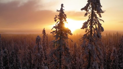 Aerial view from drone of snowy pines of endless coniferous forest trees in Lapland National park, bird’s eye scenery  view of natural landmark in Riisitunturi on winter season at sunset golden light
