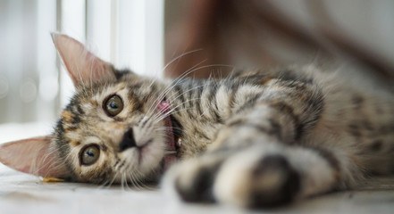 little gray cat posing for the camera. little kitten gray playing.   