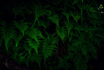 Naklejka na ściany i meble Young fern leaves on a dark background