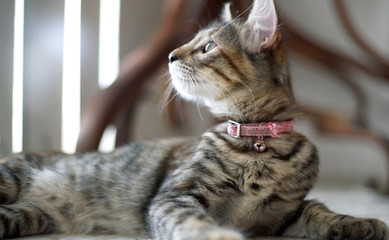 little gray cat posing for the camera. little kitten gray playing.   