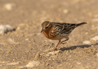Red throated pipit seraching food, Bahrain