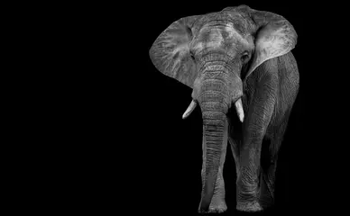 Foto op Plexiglas anti-reflex Afrikaanse olifant op een donkere achtergrond © J&MDiversity