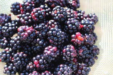 Reife Brombeeren in einem Sieb