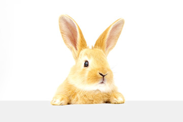 A fluffy eared ginger rabbit peers into the sign. Home bunny sits on a white background.