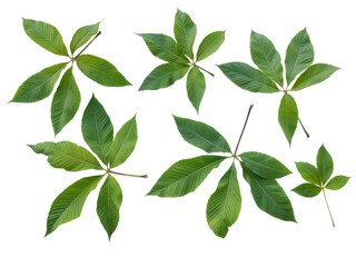 Fototapeta premium green leaves of horse chestnut tree isolated,close up