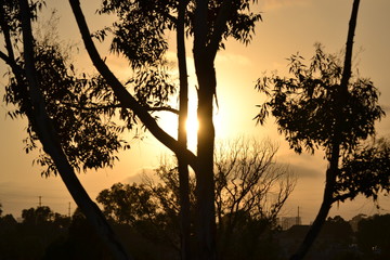 Silhouette of sun setting between the branches