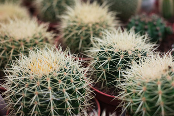 Beautiful and thorny cacti with lots of needles growing in a special garden. View from above. Nature concept.