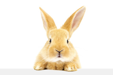 A fluffy eared ginger rabbit peers into the sign. Home bunny sits on a white background.