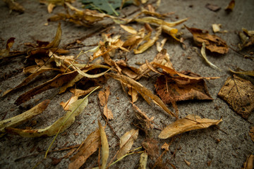 fallen leaves 
