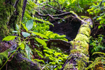 Nature reserve Wilhelmsdorf Pfrunger Ried in Upper Swabia