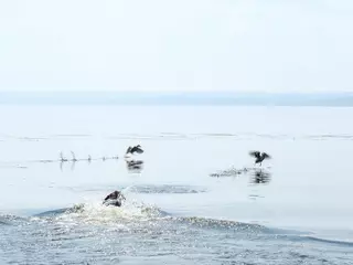 Foto op Aluminium Dog hunting ducks in the river in summer day © tasha