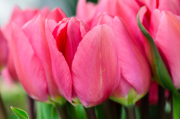 Fresh buds of pink tulips close-up. Netherlands