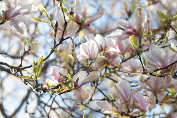 Spring Magnolia
