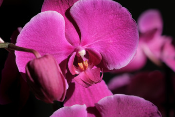closeup of purple orchid flowers