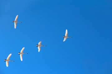 Flock of swans flying through blue sky. Migratory birds fly in the clear sky