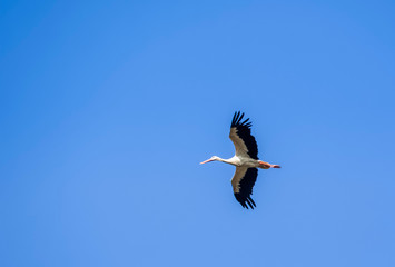 White stork in flight