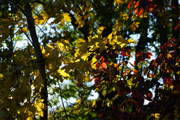 Autumn colourful mix of red, yellow and green leaves on tree concept