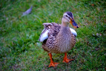 A duck walking in the grass