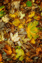 Autumn leaves on the ground. Bright colorful dense carpet. Vertical.
