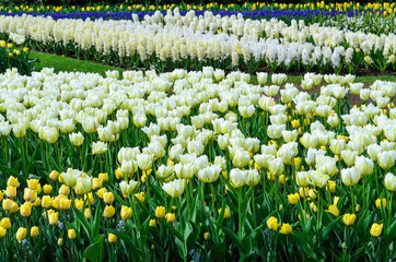 Fototapeta premium Flowering tulips and hyacinths. Spring. Holland