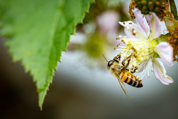 Bee on a white blackberry flower collecting pollen and nectar for the hive