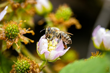 Bee on a white blackberry flower collecting pollen and nectar for the hive