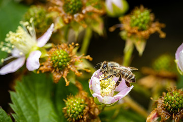 Bee on a white blackberry flower collecting pollen and nectar for the hive