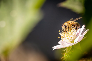 Bee on a white blackberry flower collecting pollen and nectar for the hive
