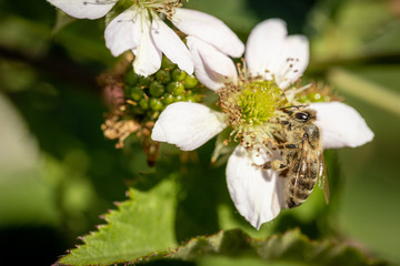 Bee on a white blackberry flower collecting pollen and nectar for the hive