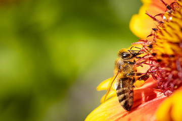 Bee on a orange flower collecting pollen and nectar for the hive