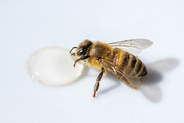 Healthy honey bee sucking a drop of honey