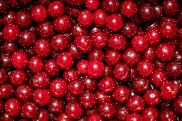 Background of ripe organic sour cherries in the sun