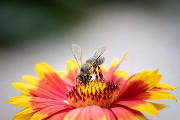 Bee on a orange flower collecting pollen and nectar for the hive