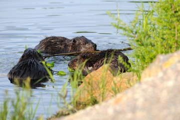 Beaver animal Stock Photos.  Beavers in the water foraging with water and foliage background displaying wet fur coat, head, ears, eyes,  paws in their environment and habitat. Image. Picture.