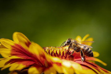 Bee on a orange flower collecting pollen and nectar for the hive