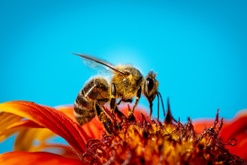 Bee on a orange flower collecting pollen and nectar for the hive blue background