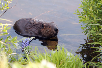Beaver Stock Photos. Beaver close-up profile eating lupine flowers in the water displaying brown fur coat, teeth, body, head, eye, ears, nose, paws, claws with a water background in  its habitat.