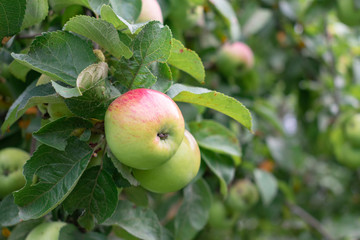 Ripe apples on a tree branch. Harvest in the apple orchard. Selective focus. Copyspace.