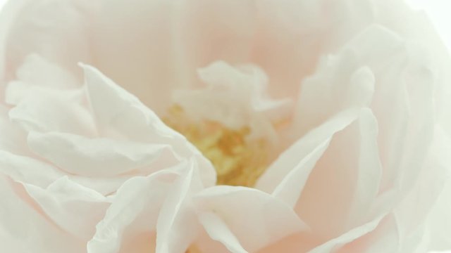 Beautiful opening pink rose on white background. Petals of Blooming pink rose flower open, time lapse, close-up. Holiday, love, birthday design backdrop. Bud closeup. Macro. 4K UHD video timelapse.