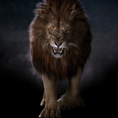Naklejka na ściany i meble Могущественний лев который не знает страха 