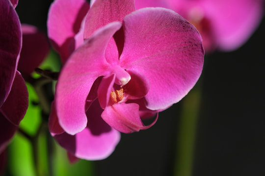 close-up of purple orchid flowers with green leaves background