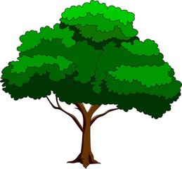 Hand drawn illustration of a green isolated tree. Element for decoration