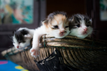 new born kittens