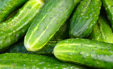 Green cucumbers as a background. Cucumis sativus.Fresh vegetables in the market.Summer harvest concept.