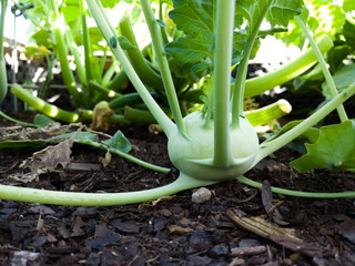 Kohlrabi im Hochbeet