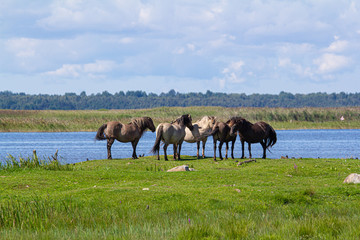Obraz premium wild horses by the water