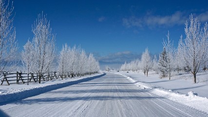Obraz premium winter, snow, landscape, tree, cold, forest, sky, road, nature, white, blue, frost, mountain, ice, season, trees, snowy, frozen, scene, christmas, outdoor, way, country, wood, day